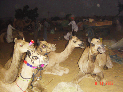 Camel Market in Pashkar, India